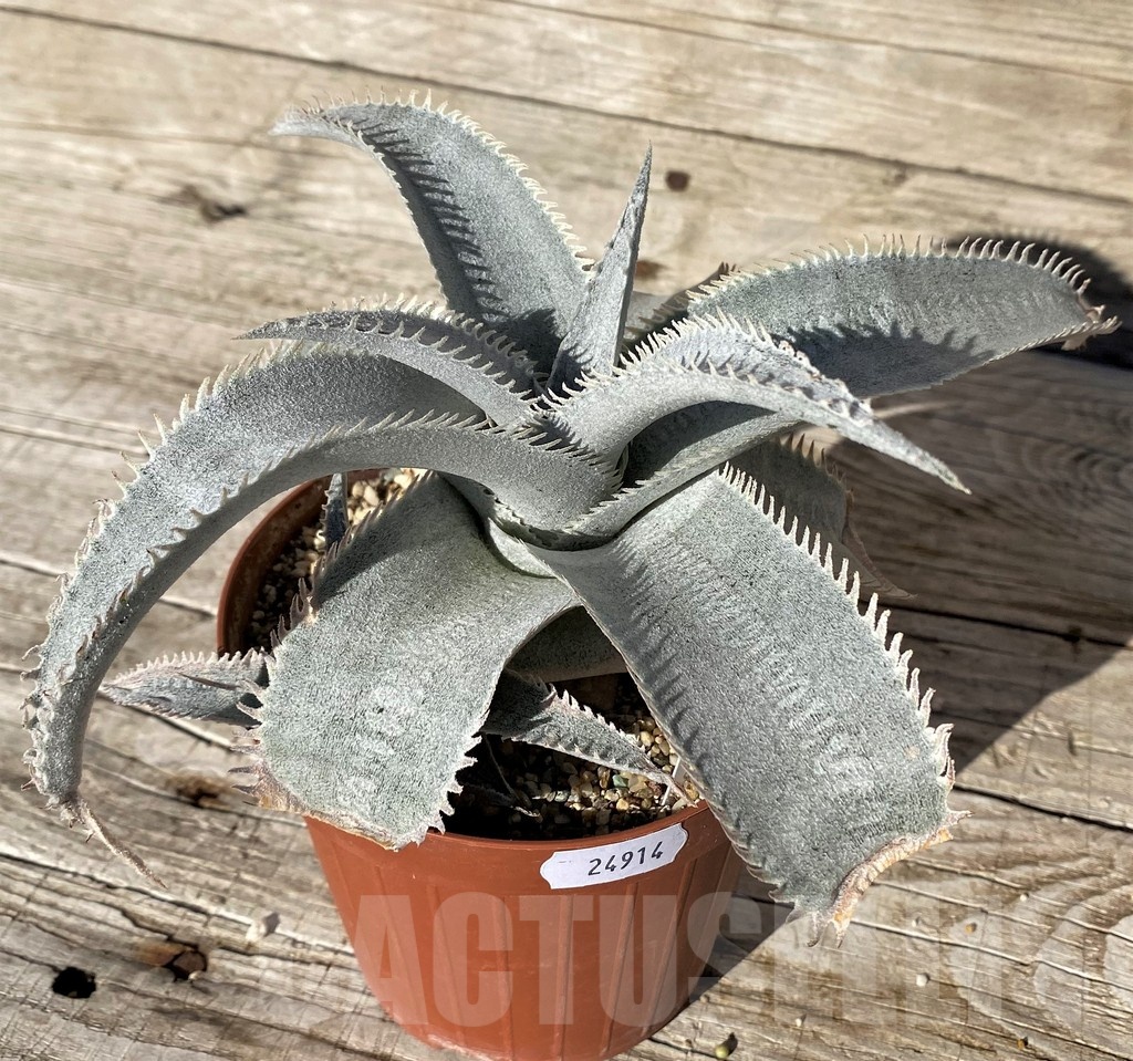 SH24914 Dyckia marnier-lapostollei ‘Pink Spine’ - Image 4