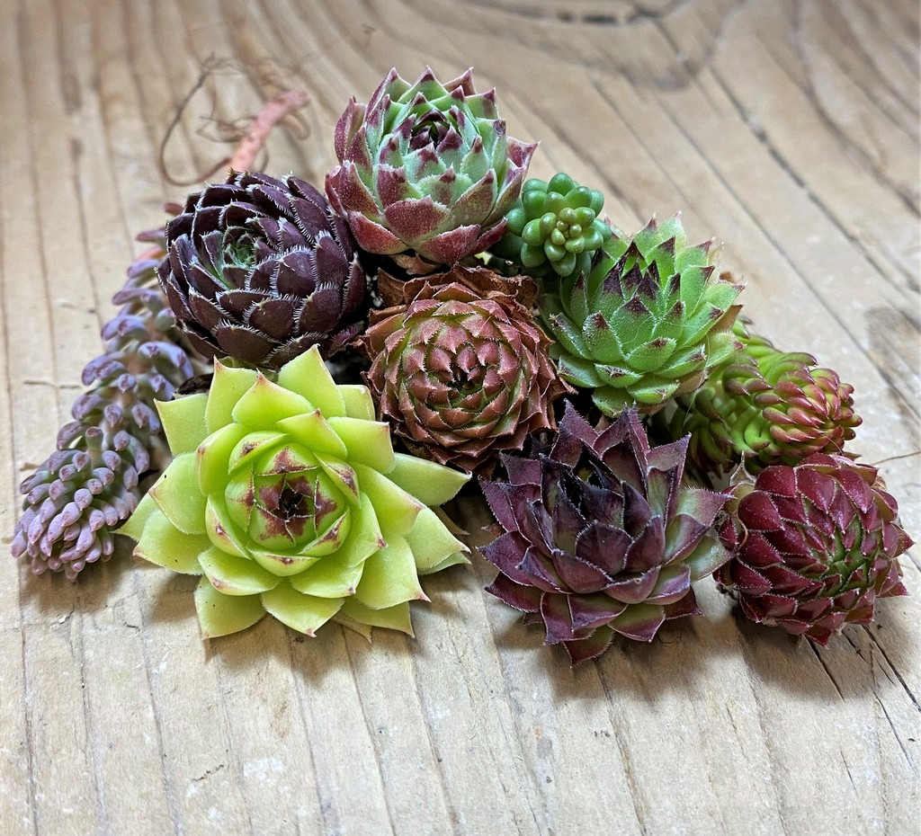 SH24954 Succulents mix (cold-resistant), cuted