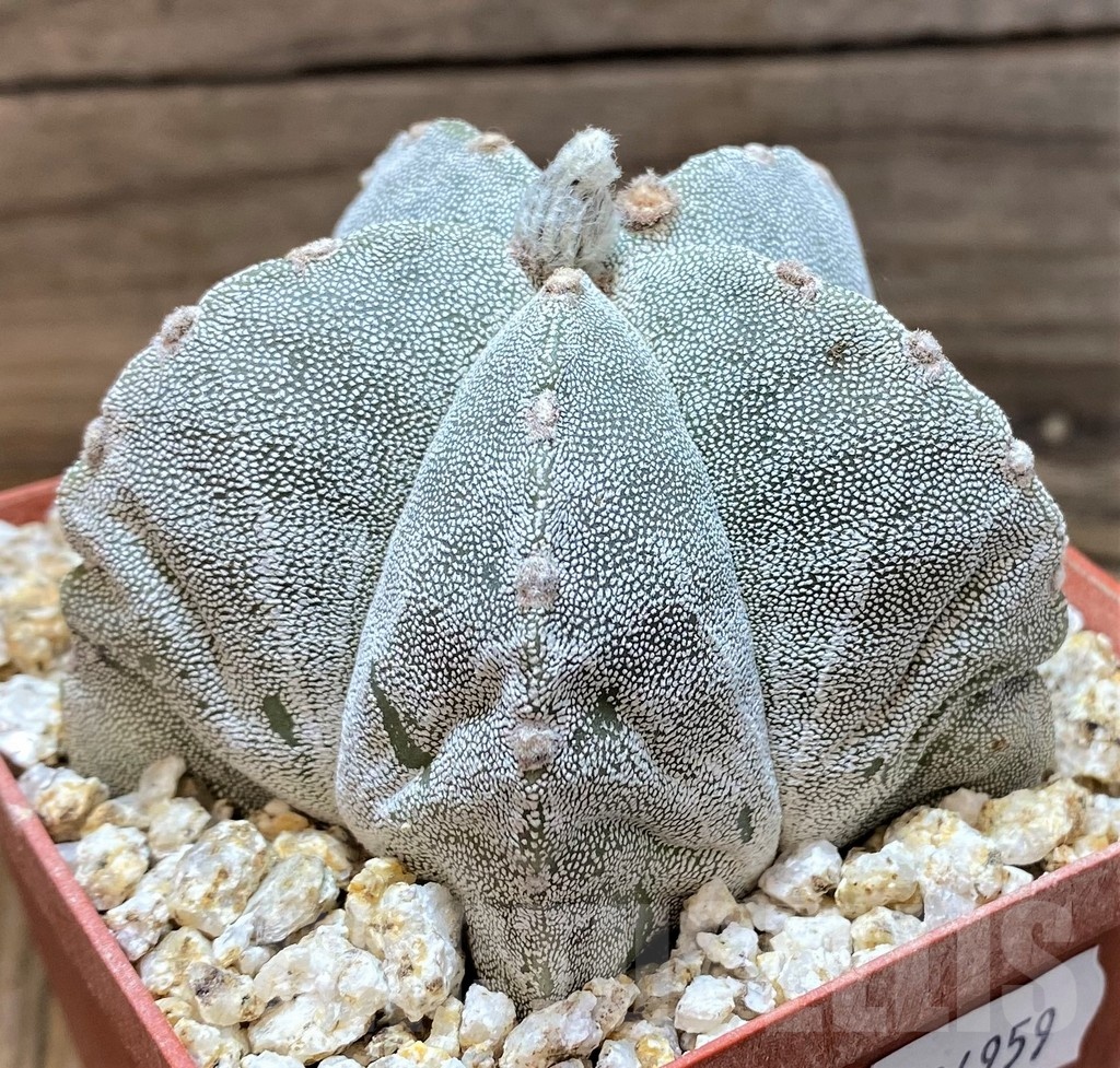 YAR24959 Astrophytum myriostigma - Image 2