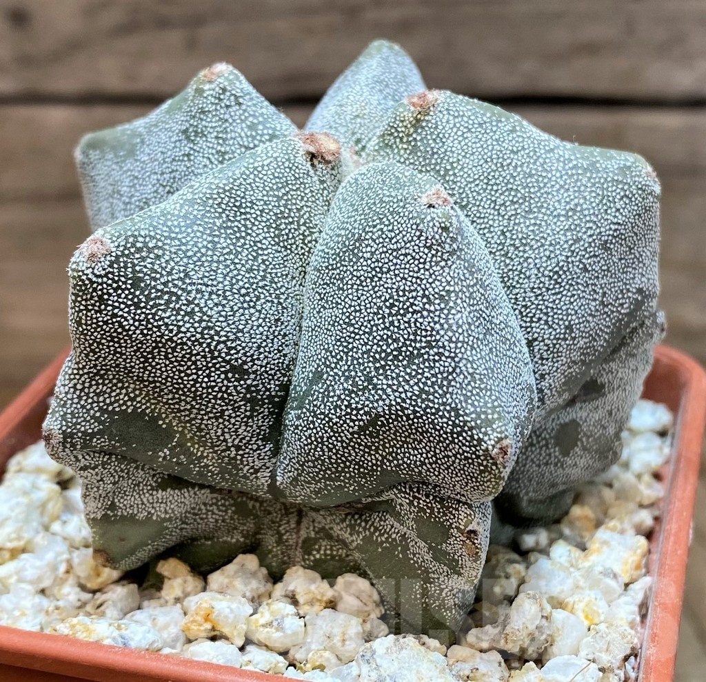 YAR24957 Astrophytum myriostigma - Image 2