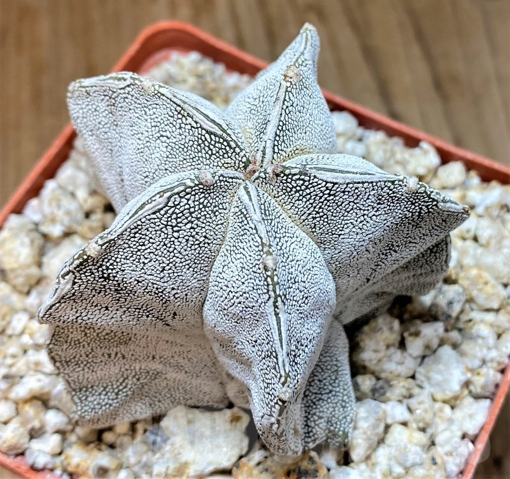 YAR24967 Astrophytum myriostigma 'Onzuka'