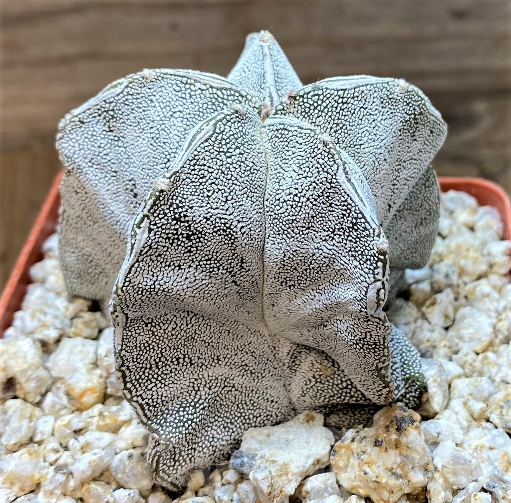 YAR24967 Astrophytum myriostigma 'Onzuka' - Image 2