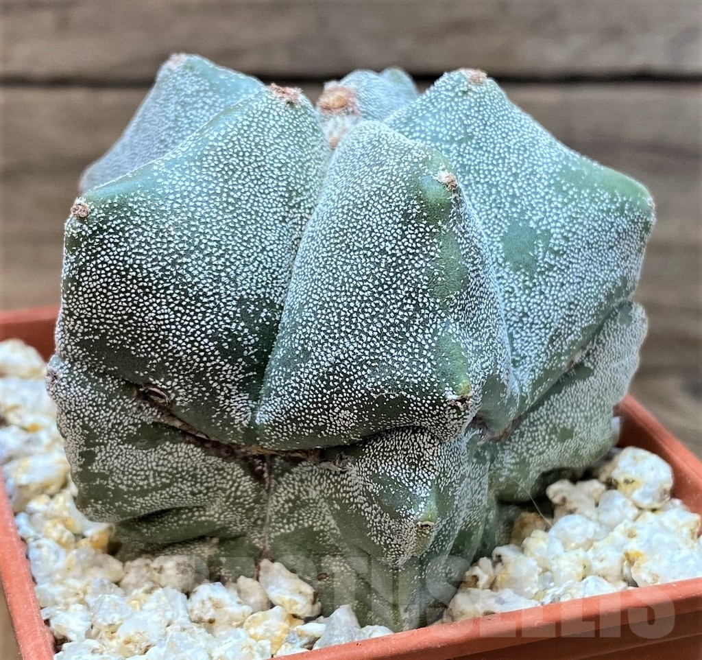 YAR24957 Astrophytum myriostigma - Image 3