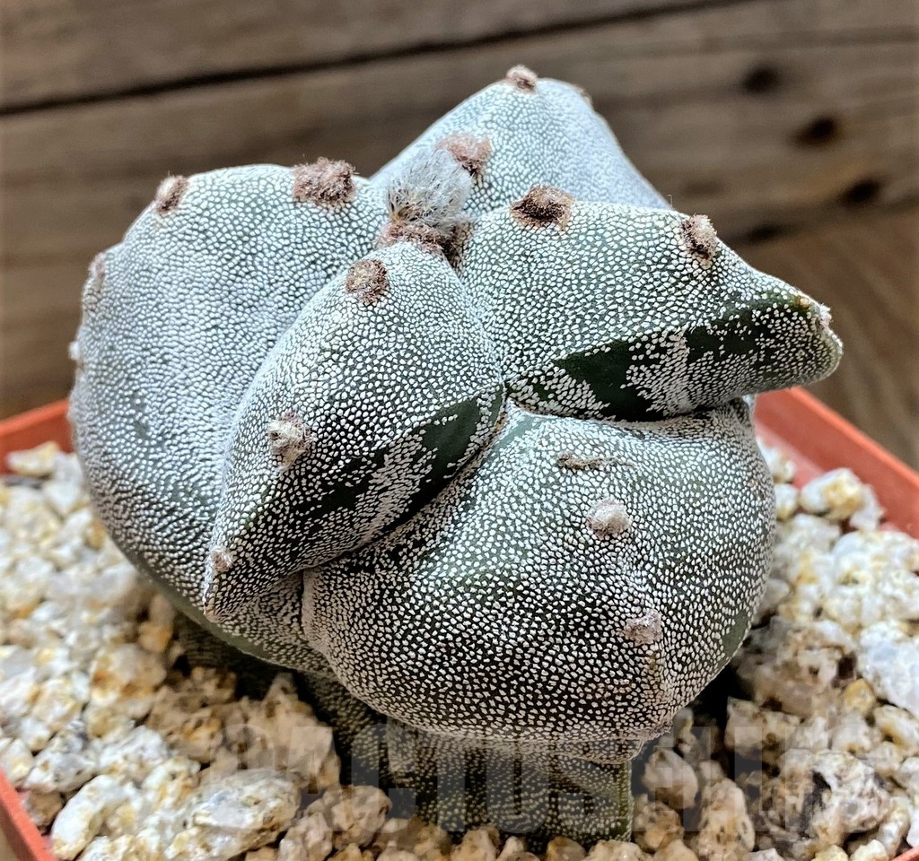 YAR24969 Astrophytum myriostigma - Image 2