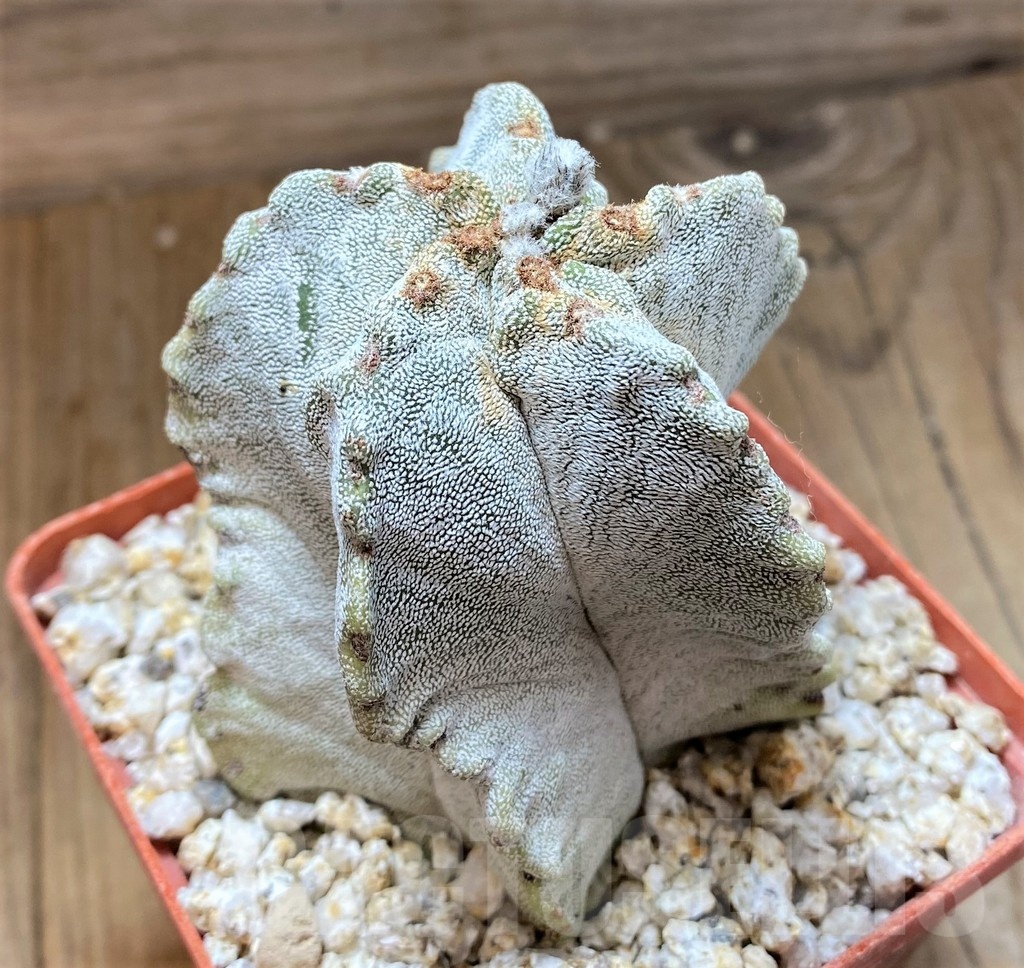 YAR24958 Astrophytum myriostigma - Image 3