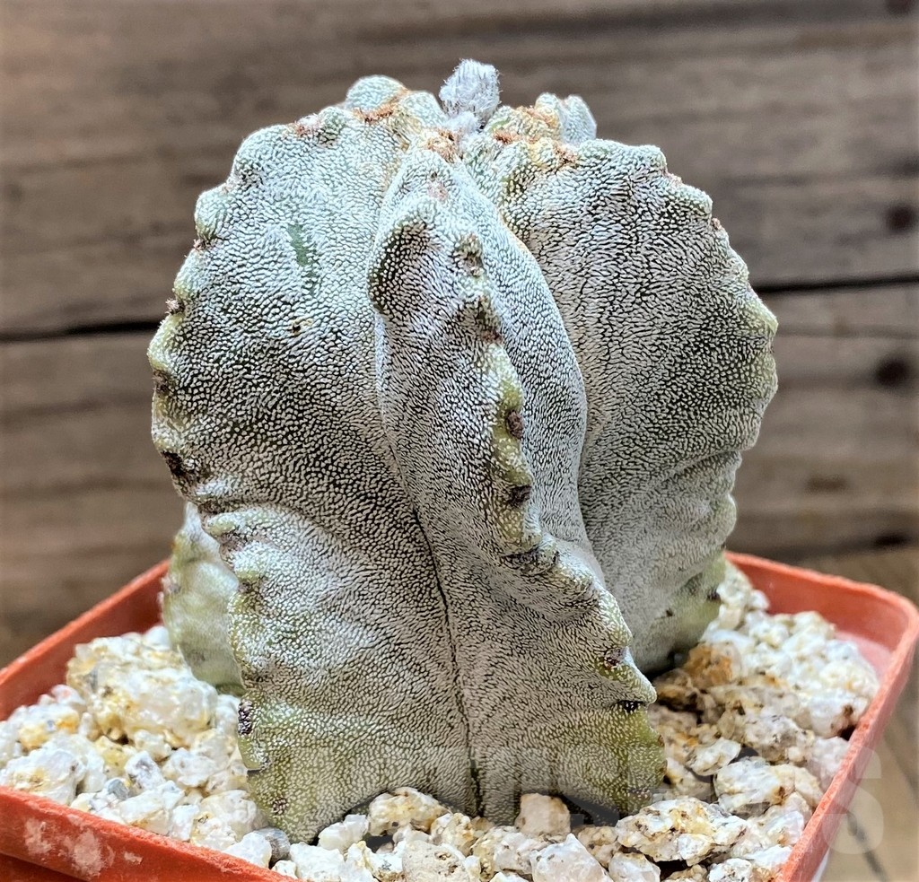 YAR24958 Astrophytum myriostigma - Image 2
