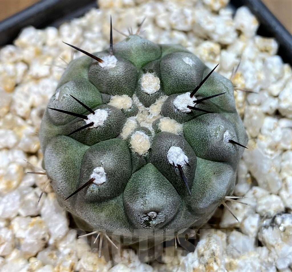YAR19680 Copiapoa cinerea