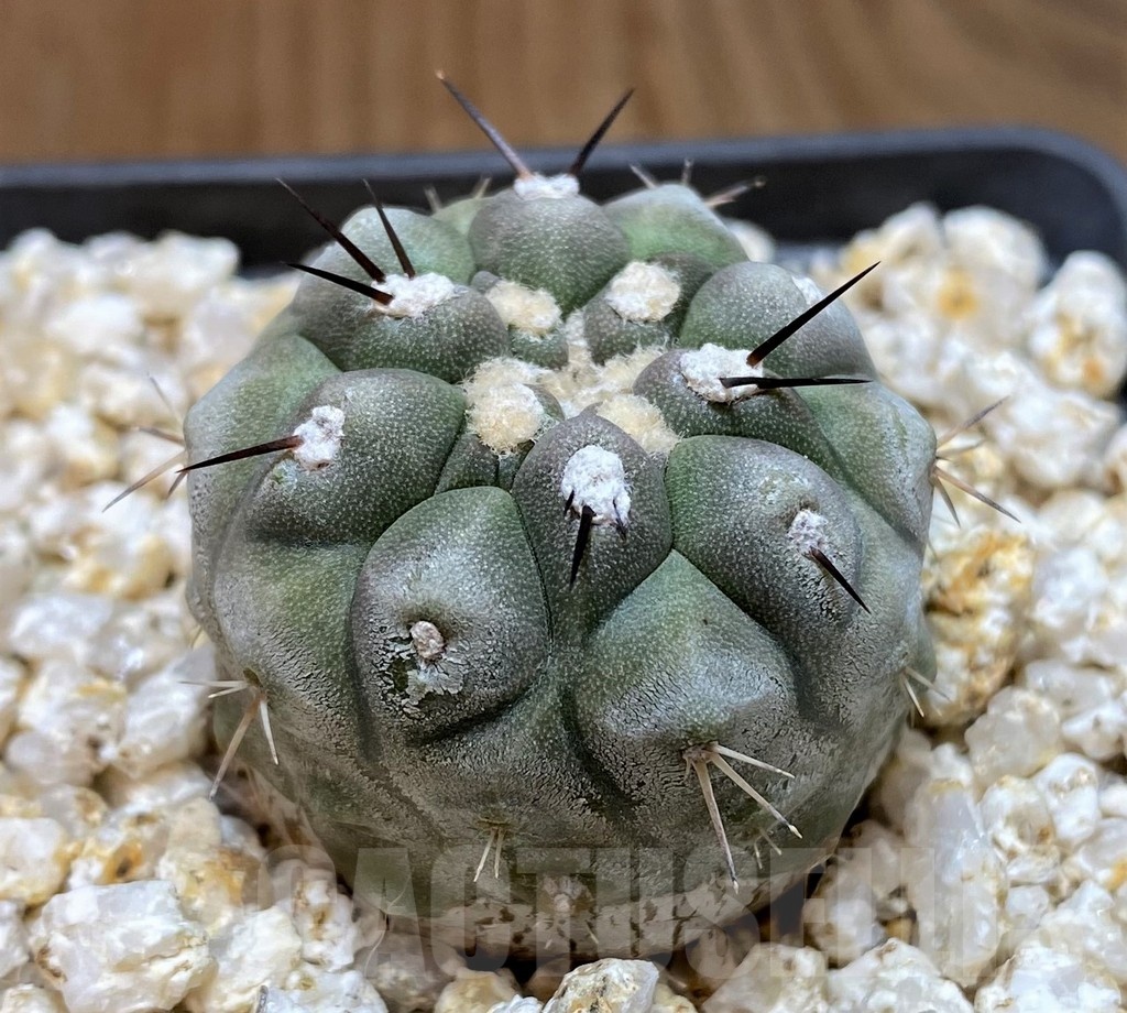YAR19680 Copiapoa cinerea - Image 2