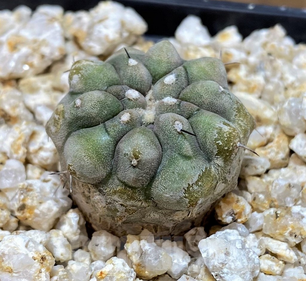 YAR19682 Copiapoa cinerea - Image 2