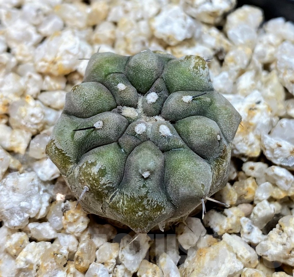 YAR19682 Copiapoa cinerea - Image 3
