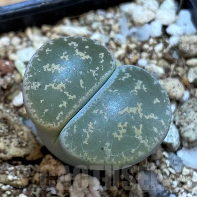 SH25060 Lithops lesliei 'Pietersburg'