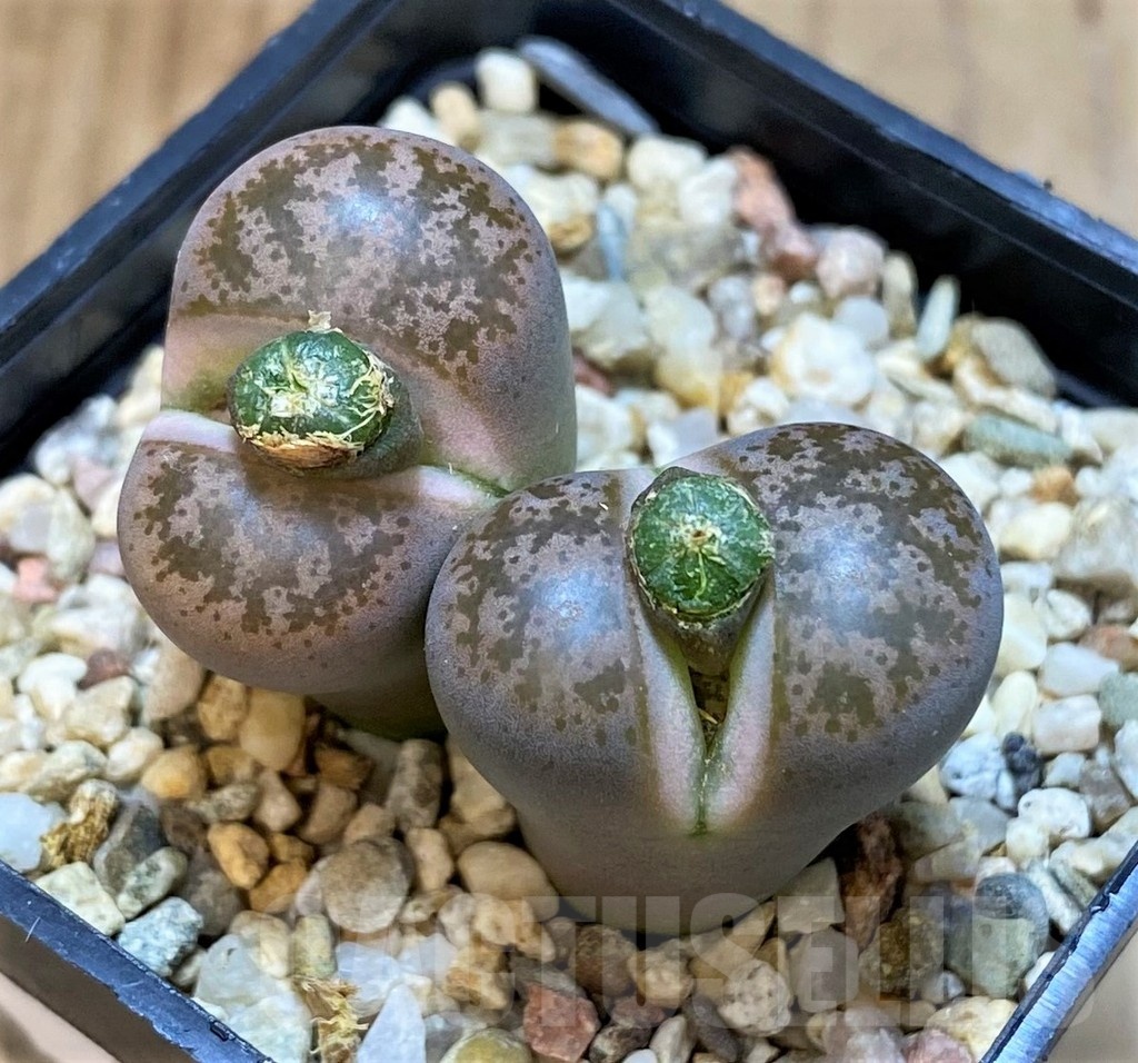 SH25069 Lithops coleorum