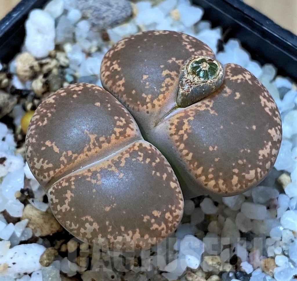 SH25072 Lithops lesliei v. hornii