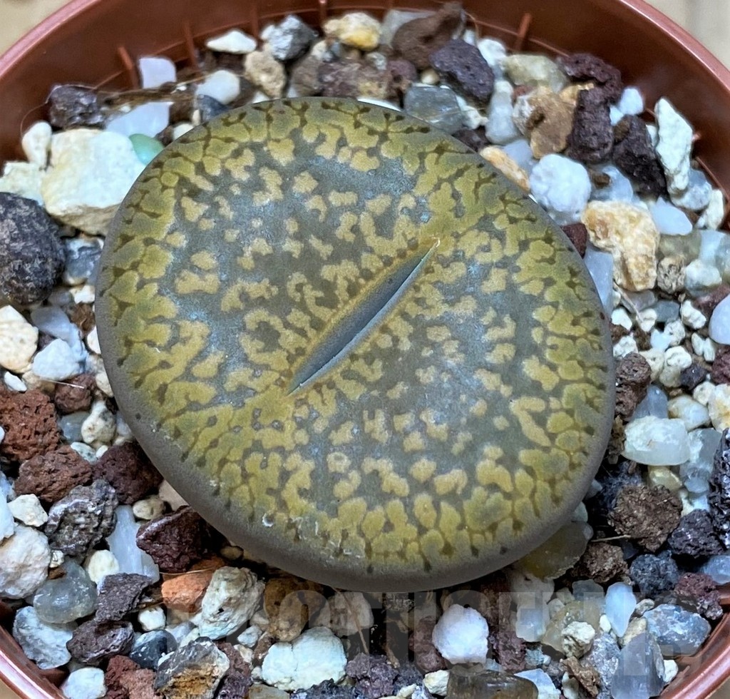 SH25075 Lithops aucampiae