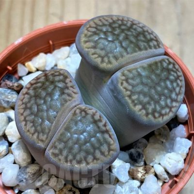 SH25076 Lithops hookeri