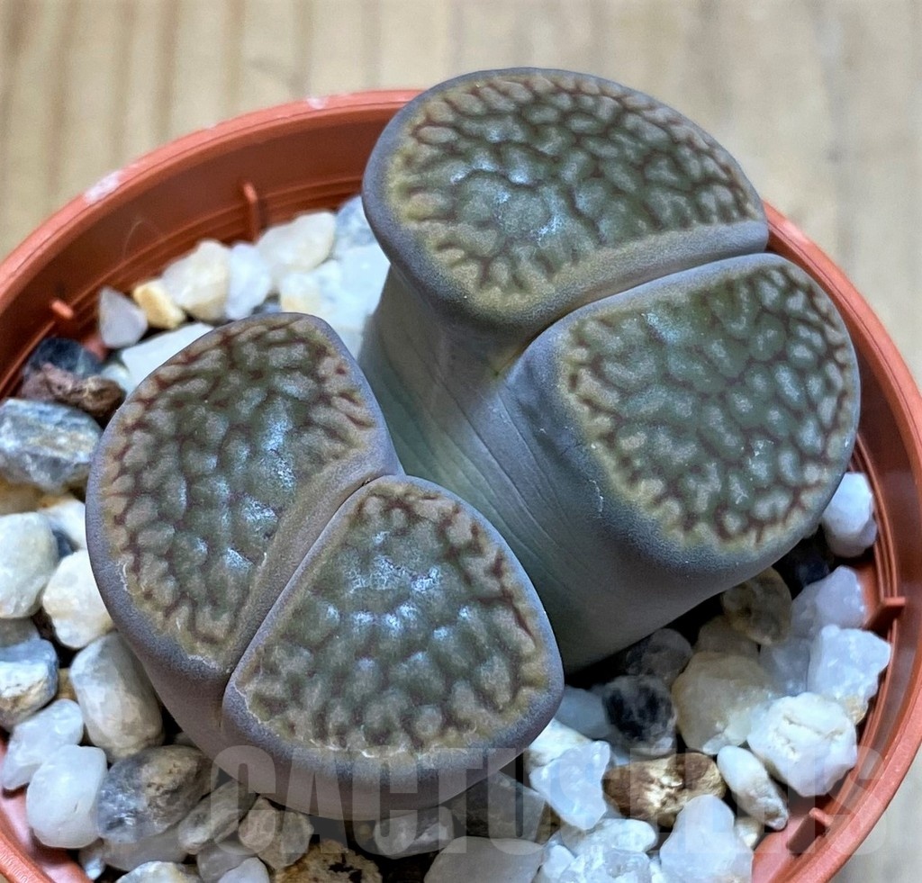 SH25076 Lithops hookeri