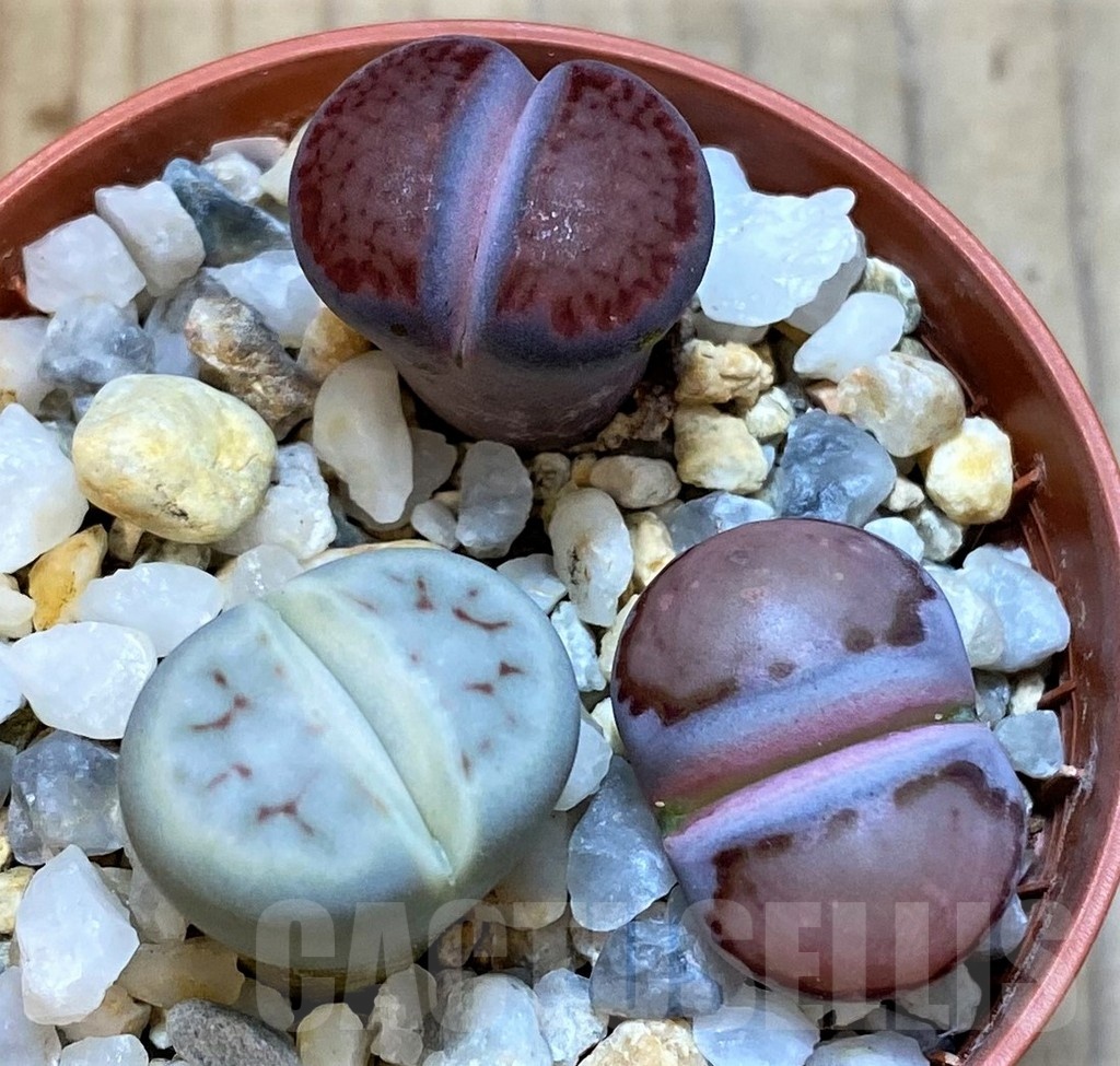 SH25077 Lithops mix