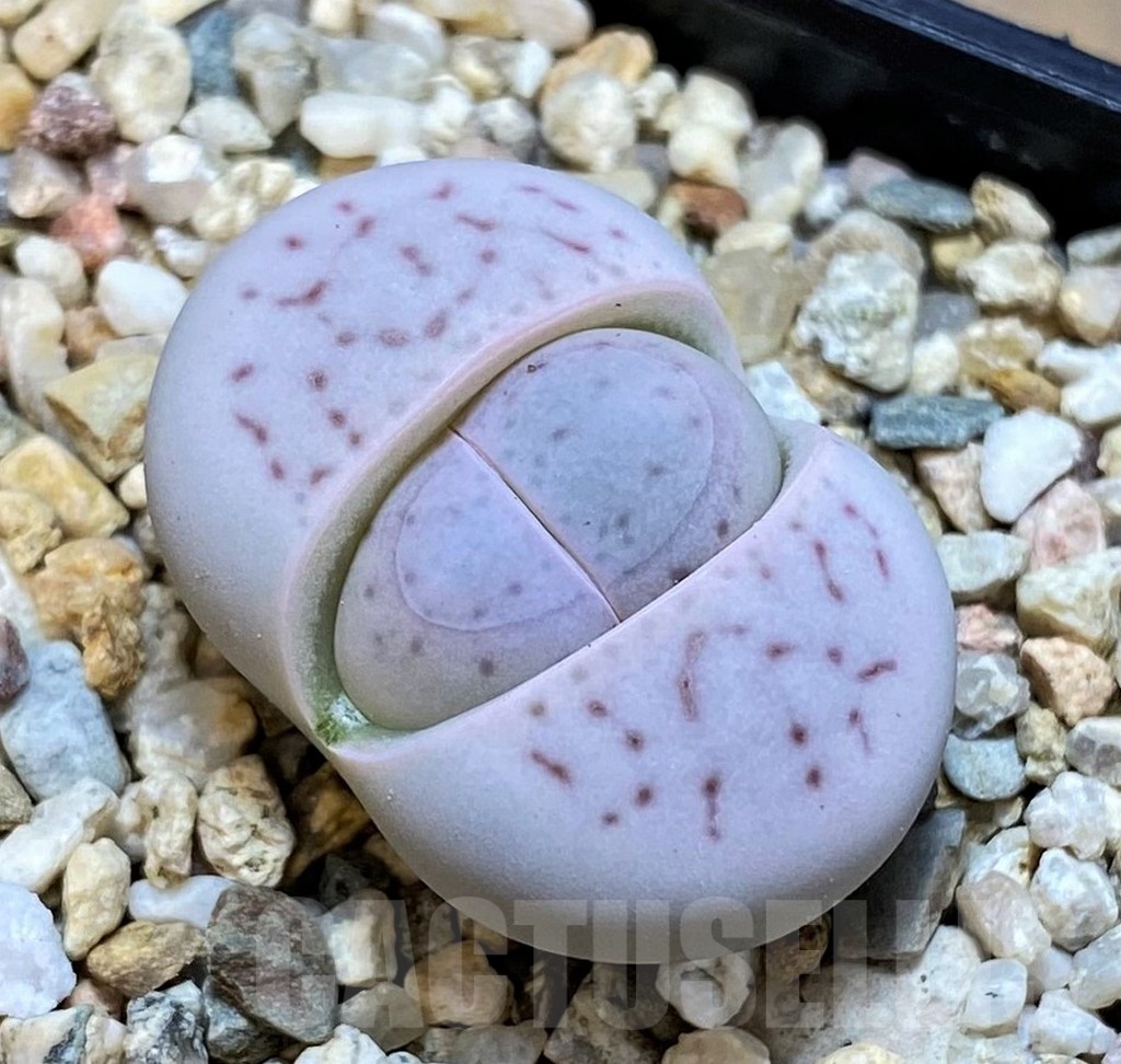 SH25079 Dinteranthus vanzylii