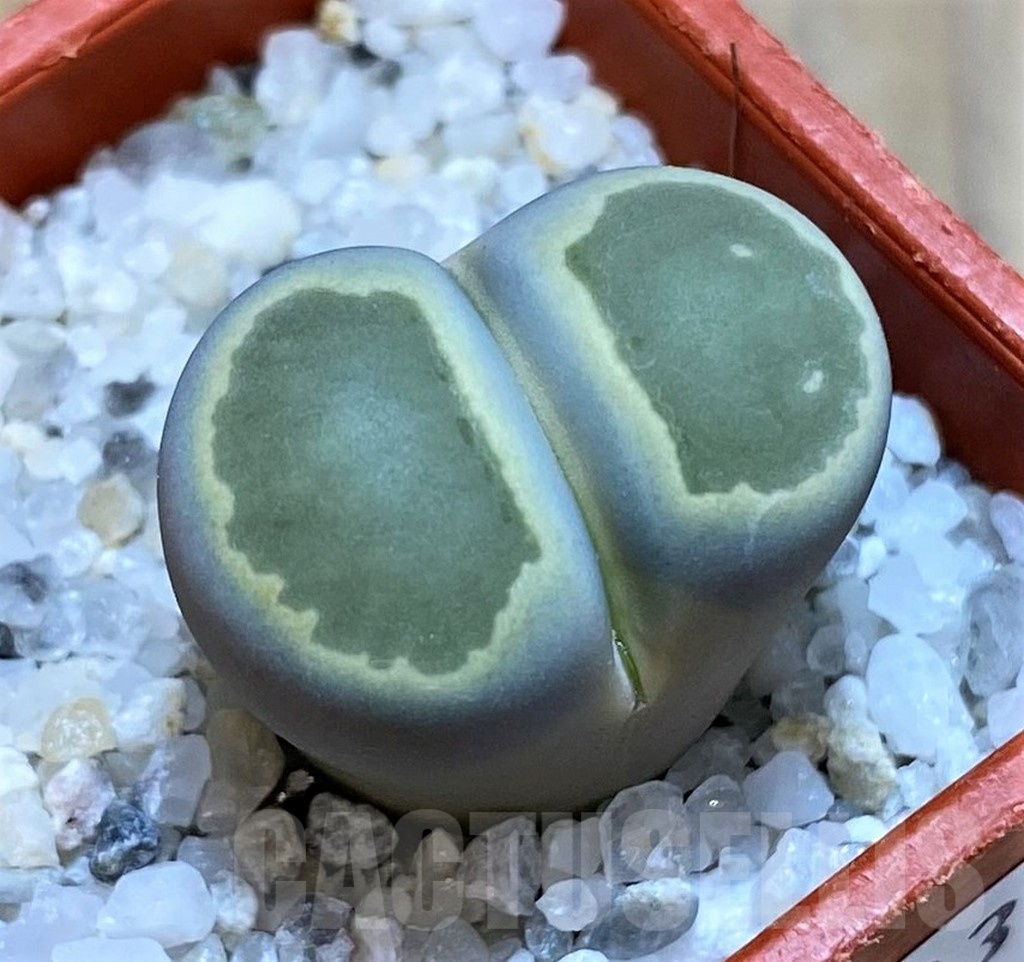 SH25083 Lithops salicola