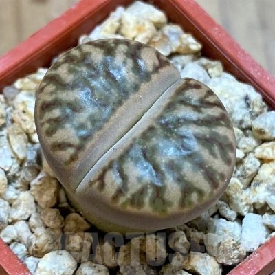 SH25085 Lithops bromfieldii 'Red Coral'