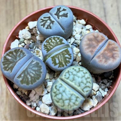 SH10994 Lithops mix