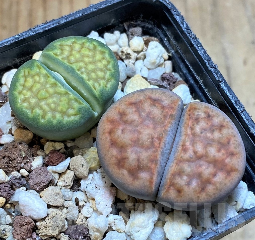 SH13636 Lithops mix