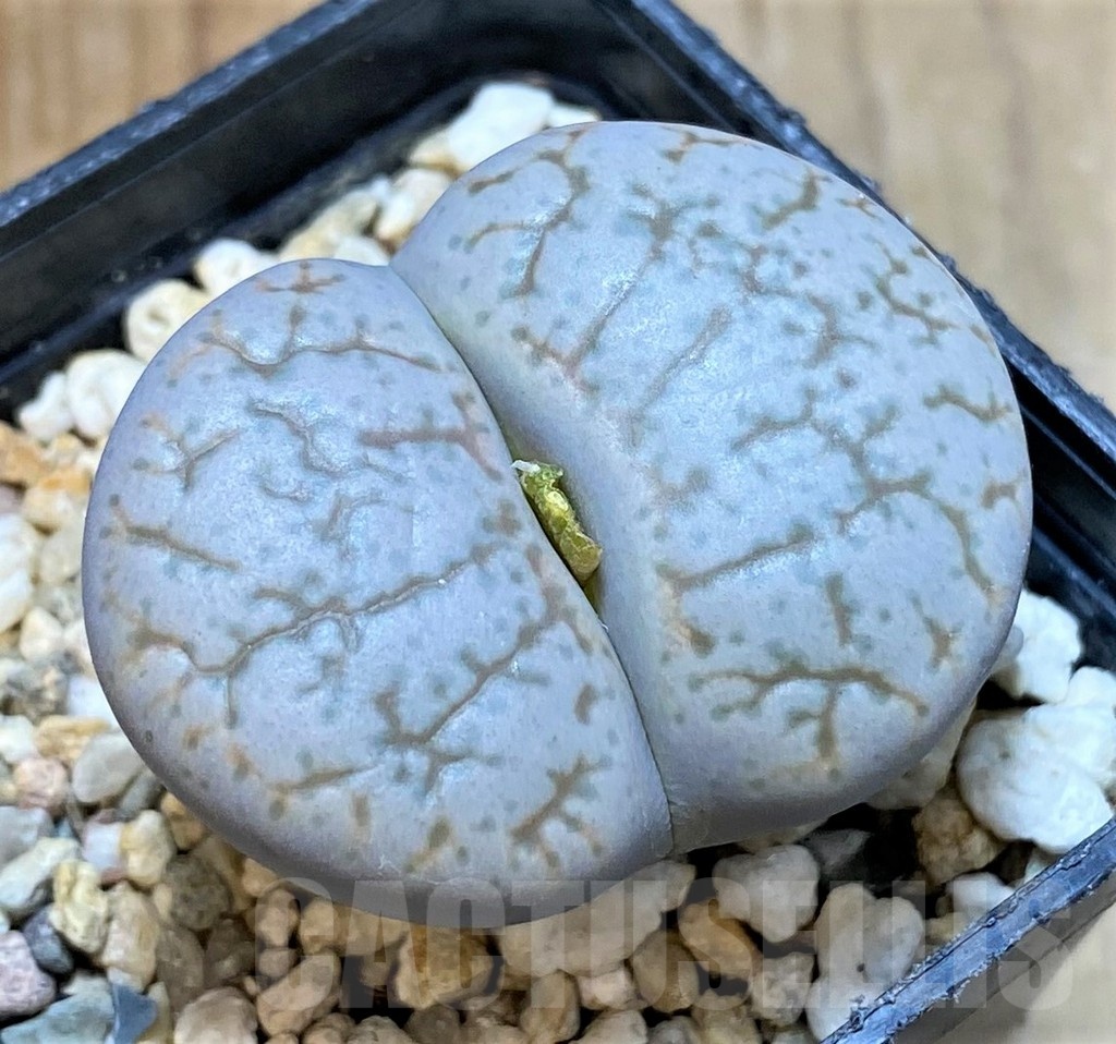SH5072 Lithops pseudotruncatella