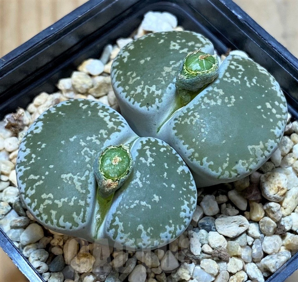 SH7729 Lithops lesliei v. venteri