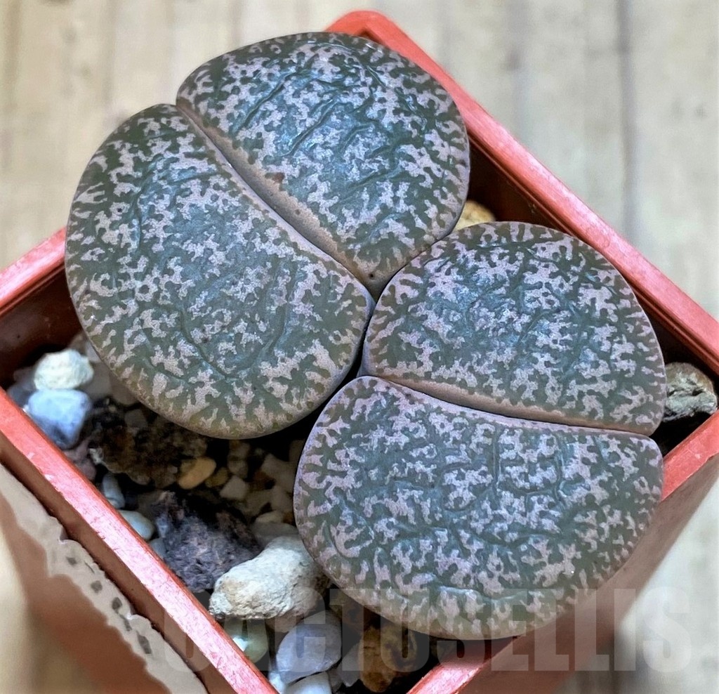 SH7740 Lithops lesliei ssp. lesliei v. lesliei C018