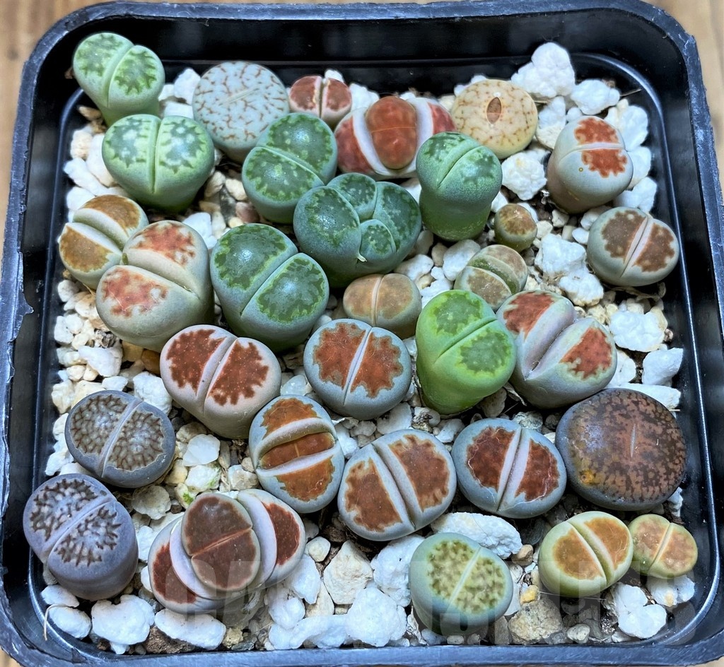 SH25035 Lithops mix