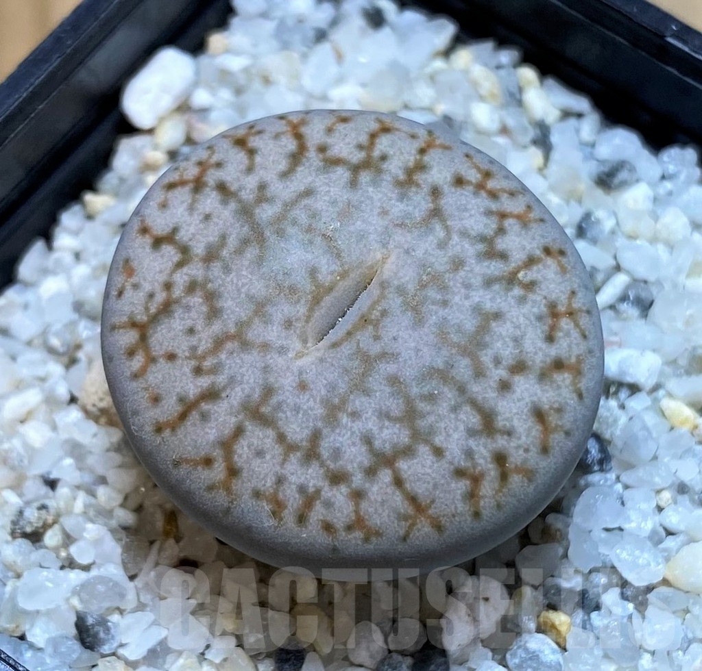 SH25036 Lithops pseudotruncatella
