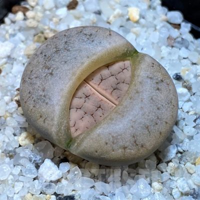 SH25041 Lithops gracilidelineata