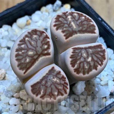 SH25048 Lithops julii ‘Kikushogiyoku’ hybrid