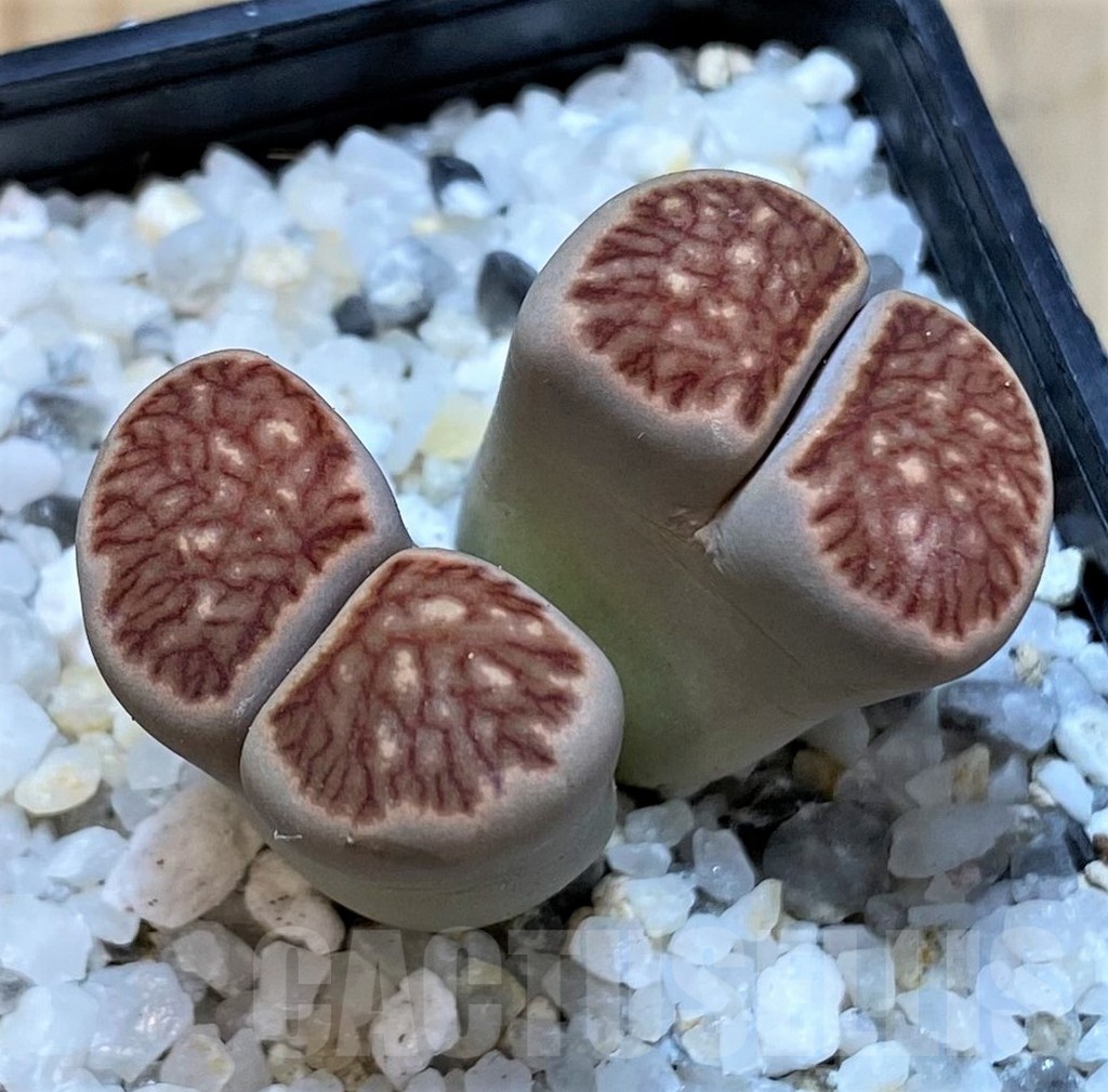 SH25050 Lithops julii ‘Kikushogiyoku’ hybrid