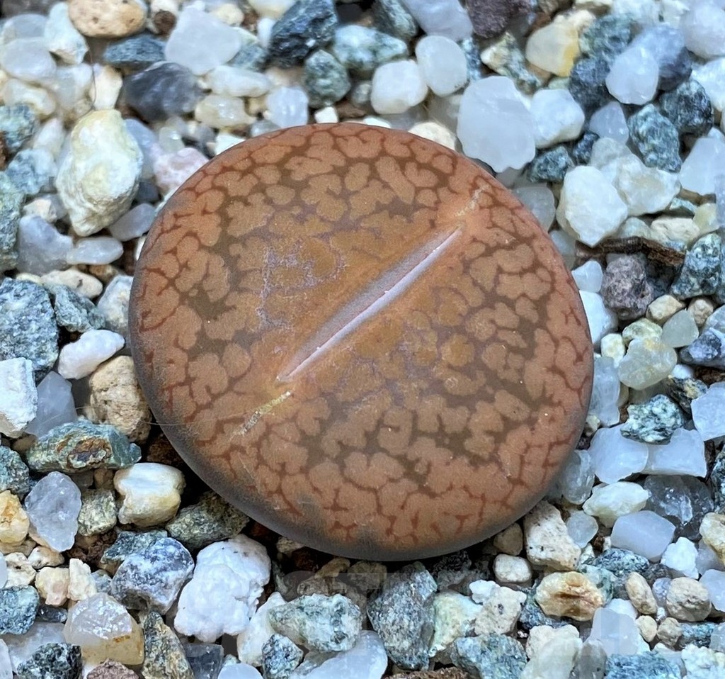 SH25053 Lithops aucampiae v. koelemanii