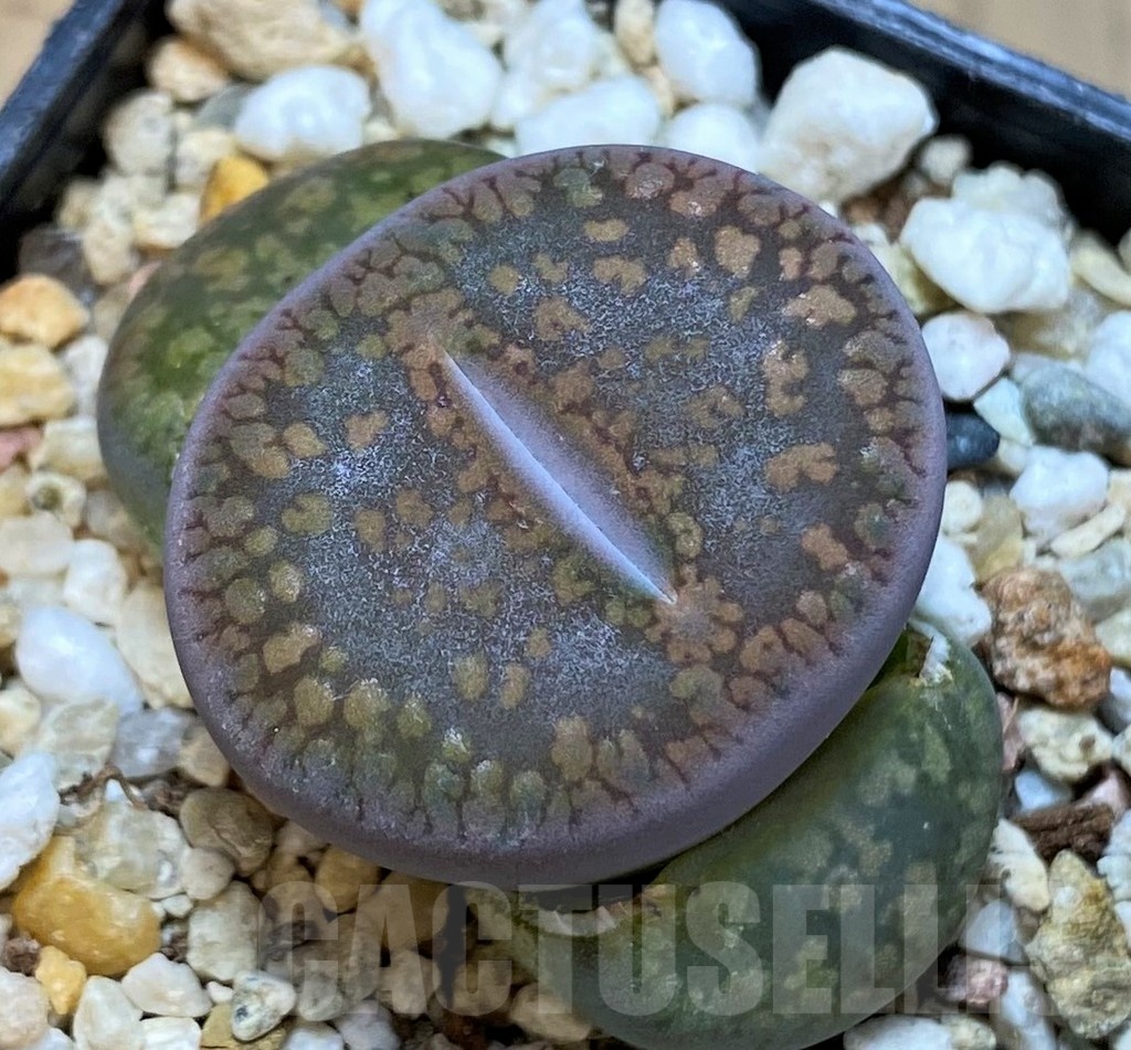 SH25057 Lithops aucampiae