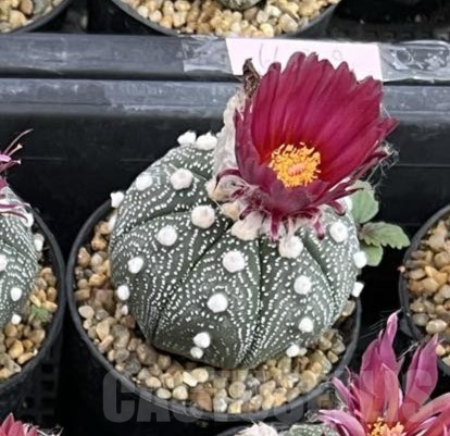 SHPR40251 Astrophytum asterias ‘Super Kabuto’ ‘Akabana’ clon 27 - Image 2