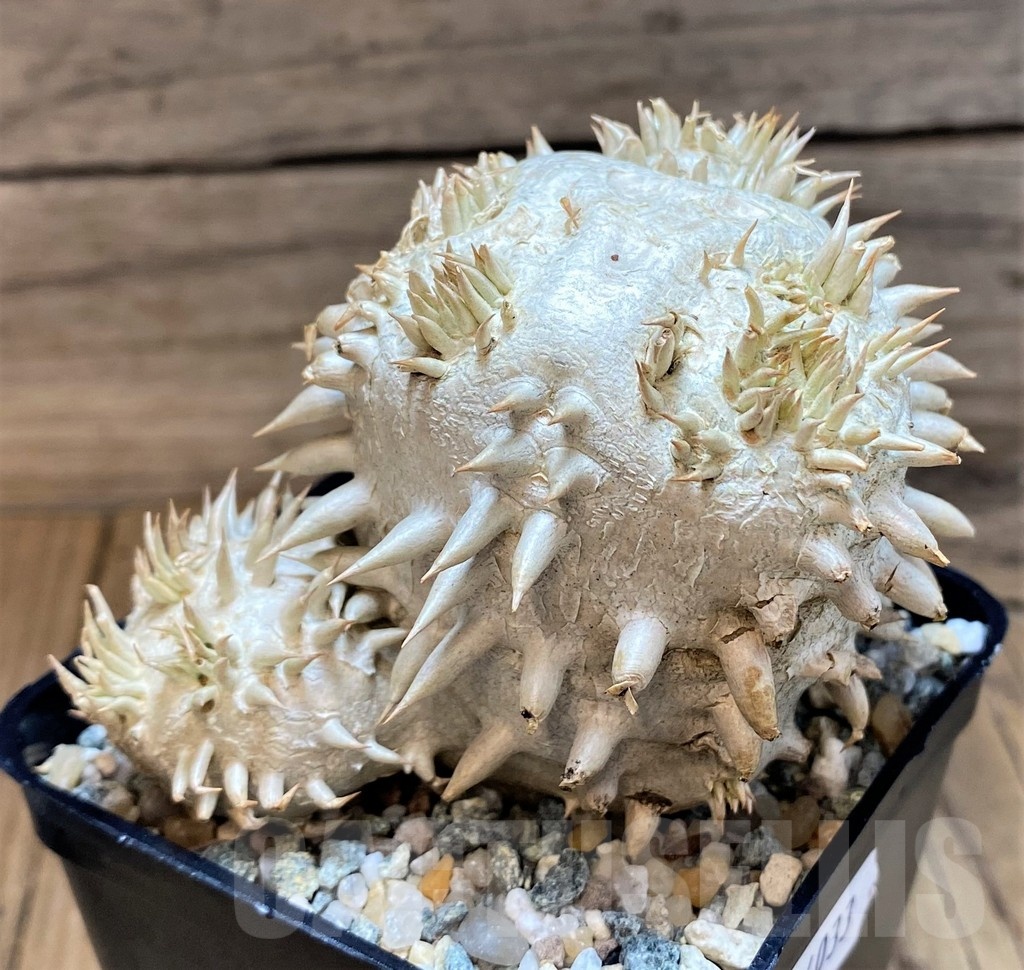 SH24033 Pachypodium brevicaule, own roots - Image 2
