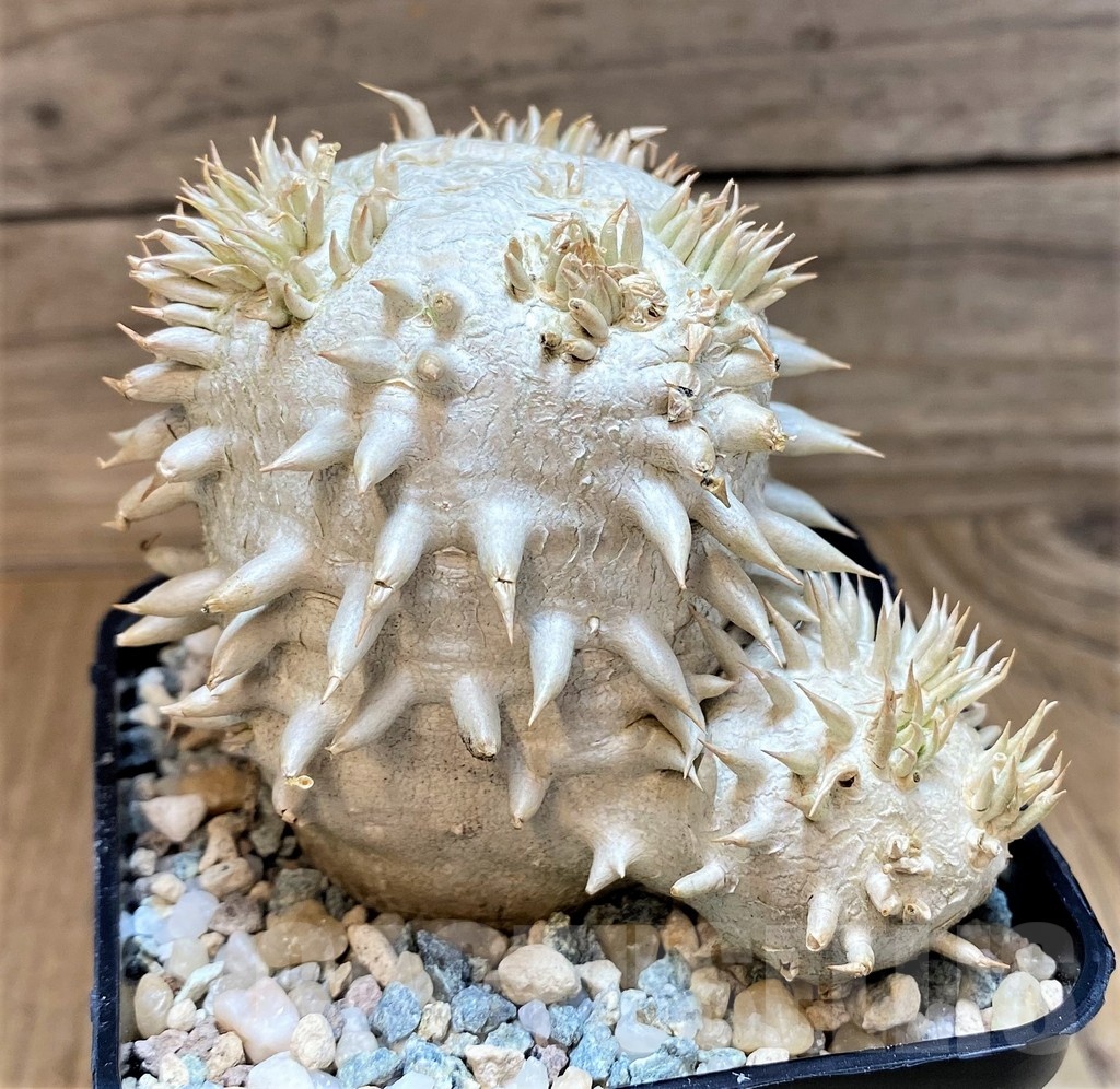 SH24033 Pachypodium brevicaule, own roots