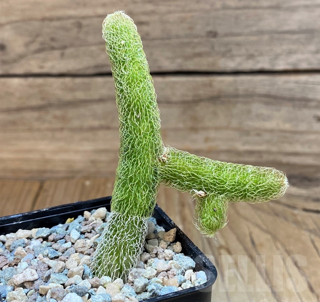 SH24036 Stapelianthus pilosus