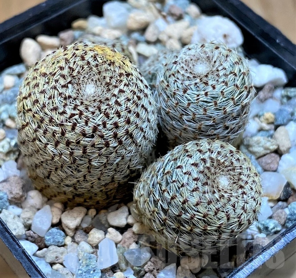 SH24045 Rebutia heliosa - Image 2