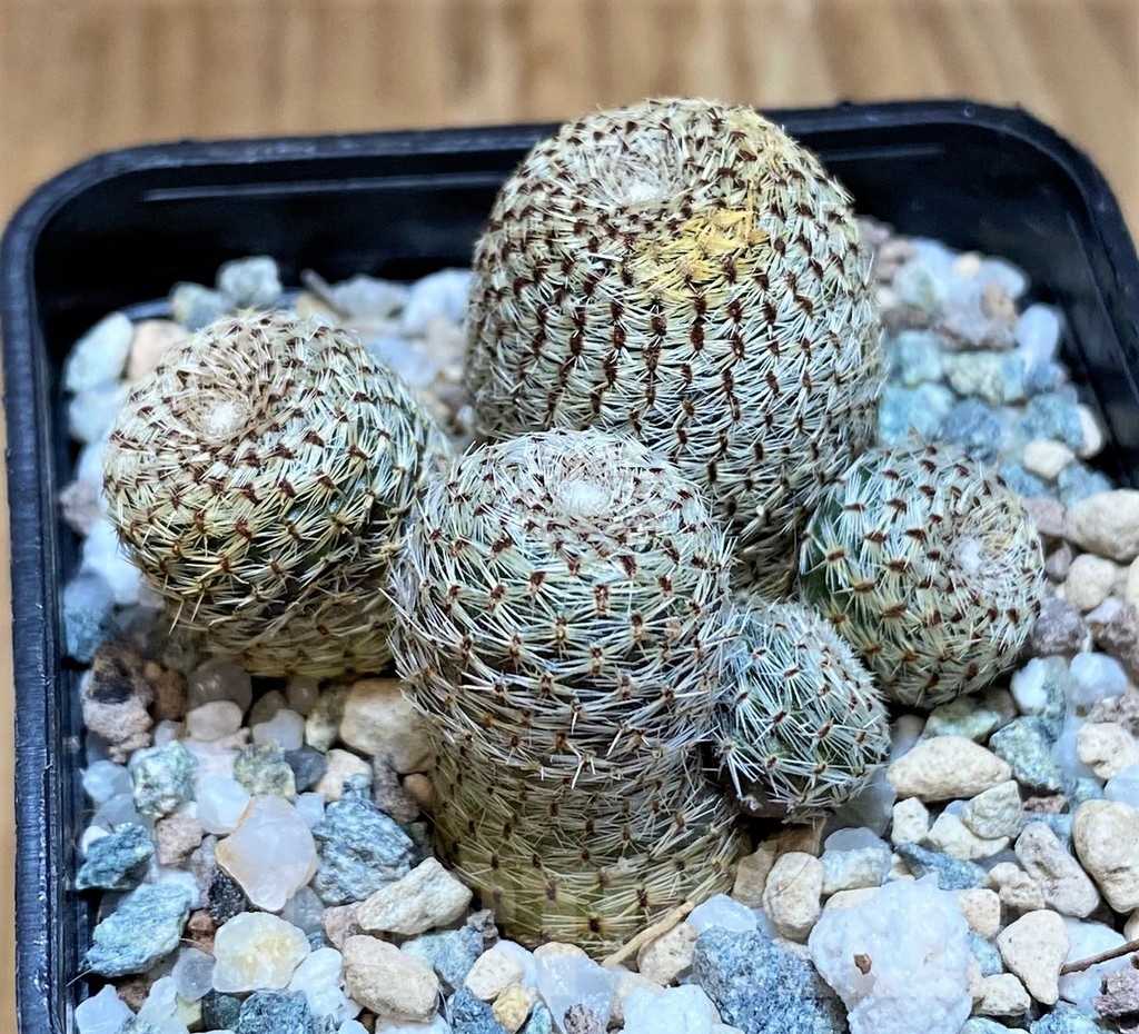 SH24045 Rebutia heliosa