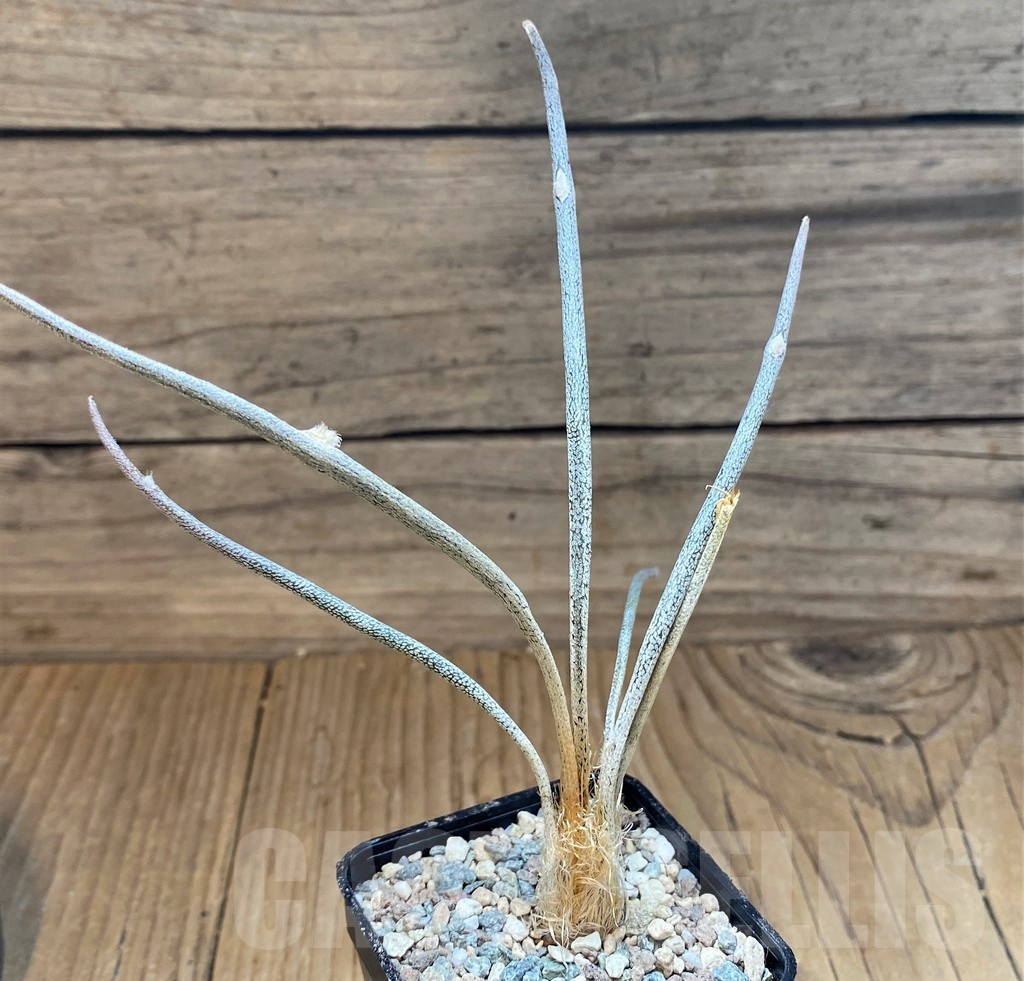 SH24046 Astrophytum caput-medusae - Image 2