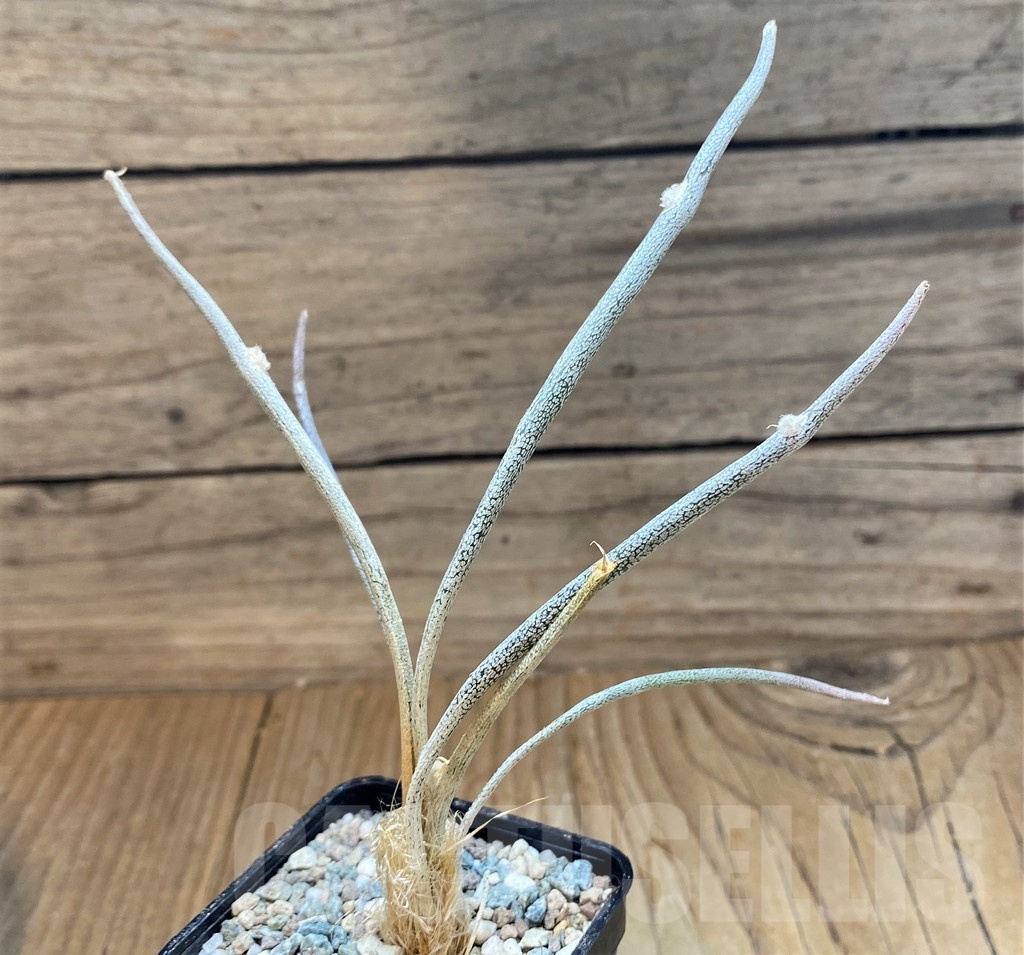 SH24046 Astrophytum caput-medusae