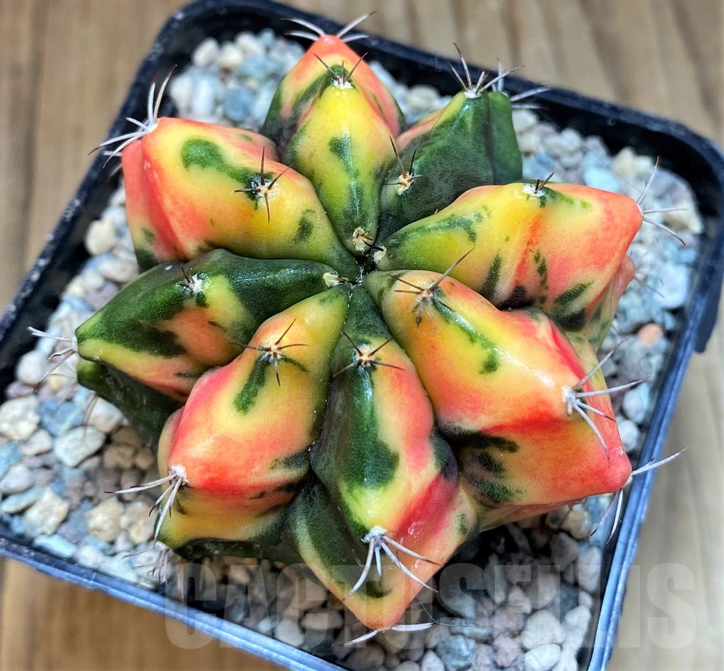 SH24050 Gymnocalycium mihanovichii ‘Fat Orange'