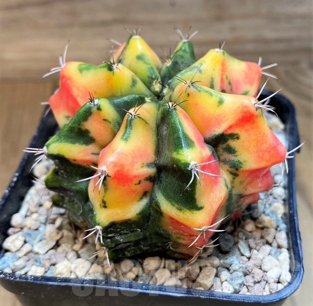 SH24050 Gymnocalycium mihanovichii ‘Fat Orange' - Image 2