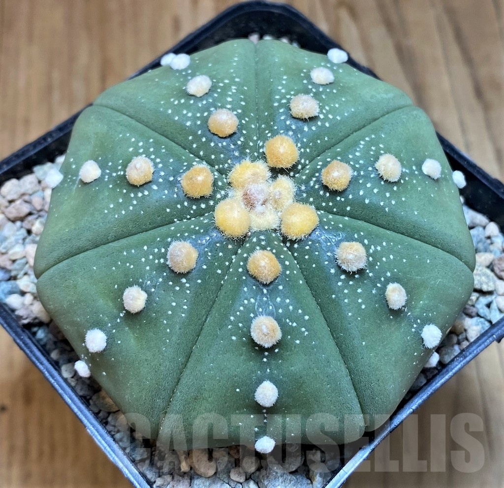 SH24052 Astrophytum asterias ‘Shinshowa Red’