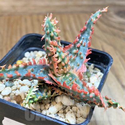 SH24004 Aloe TCT hybrid