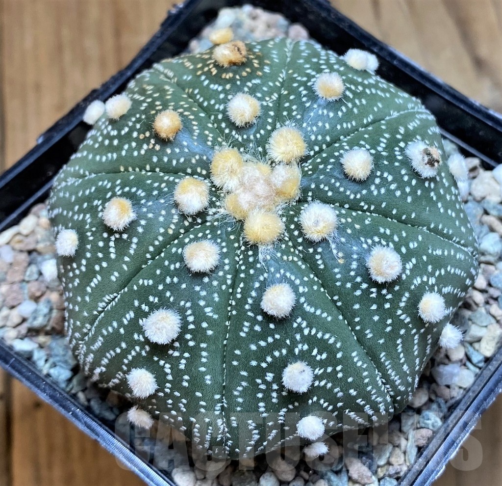 SH24055 Astrophytum asterias 'Akabana'