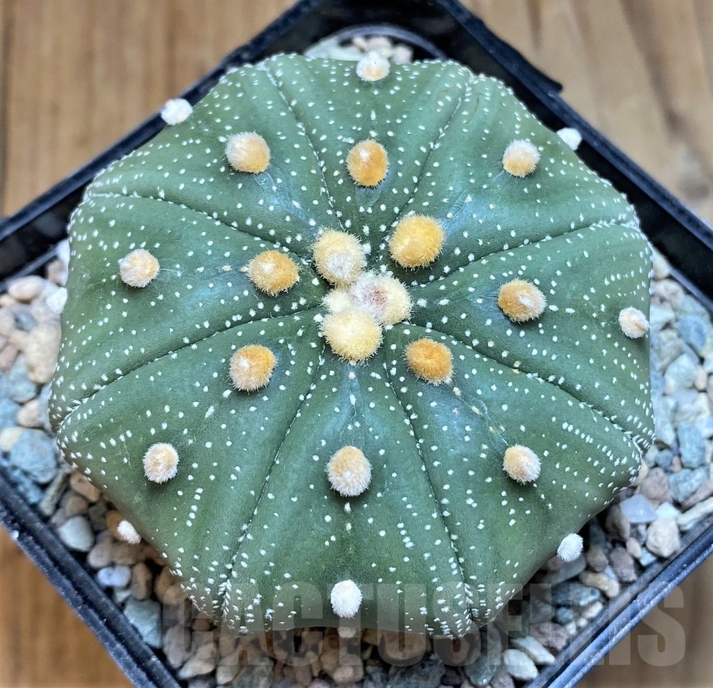 SH24057 Astrophytum asterias ‘Shinshowa Red’